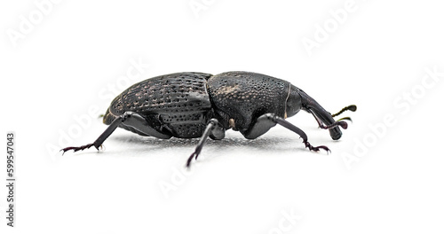 Sisal agave snout weevil beetle - Scyphophorus acupunctatus Gyllenhal - isolated on white background.  The worm or larvae are often found in a bottle of alcohol tequila