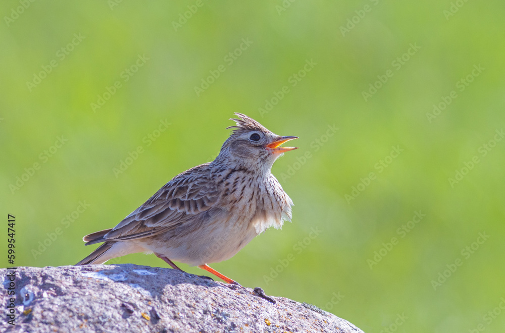 The Eurasian skylark - Alauda arvensis is a passerine bird in the lark family, Alaudidae