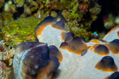 The horned Sea Star / Chocolate Chip Sea Star known as Protoreaster nodosus this species are from Manado, North Sulawesi, Indonesia. photo