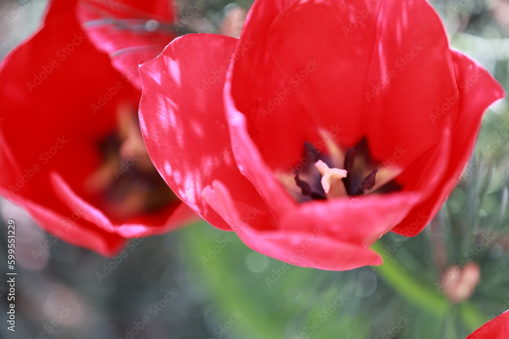 Fototapeta premium Red tulips in the garden after the rain, raindrops on tulip petals.