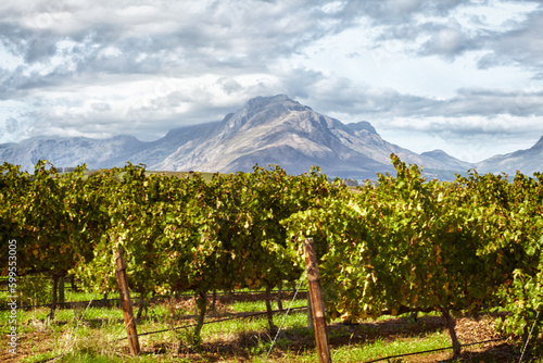 Farm  vineyard and mountain in the background for agriculture  sustainability or organic wine farming. Sky  nature and spring with crops growing in the countryside for alcohol production outdoor