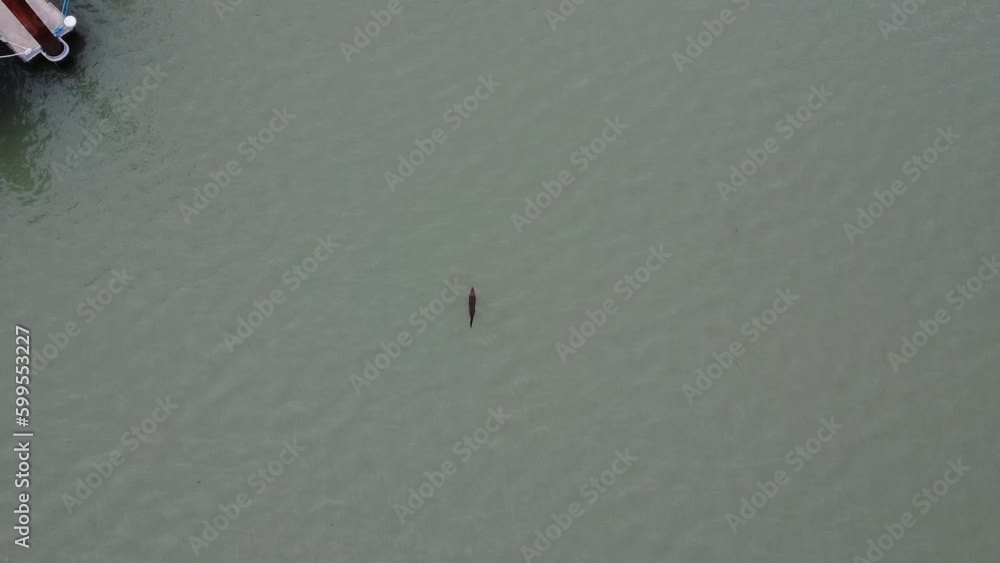 otter swimming through waters in pnw otter swimming through waters in pnw