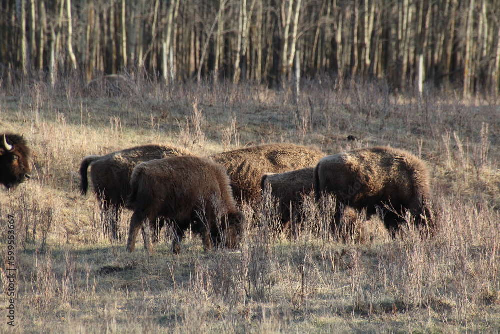 american bison grazing american bison grazing