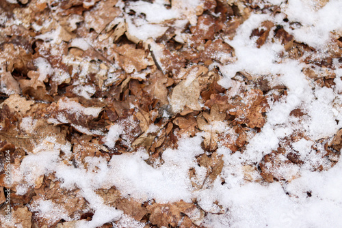 texture of autumn leaves in the snow