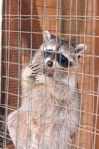 Raccoon hanging on a net