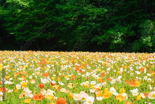 新緑の木々とカラフルなポピー畑