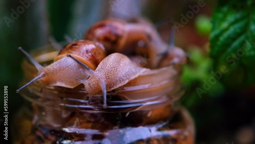 Macro shot of garden snails trying to climb out of jar, common pest photo