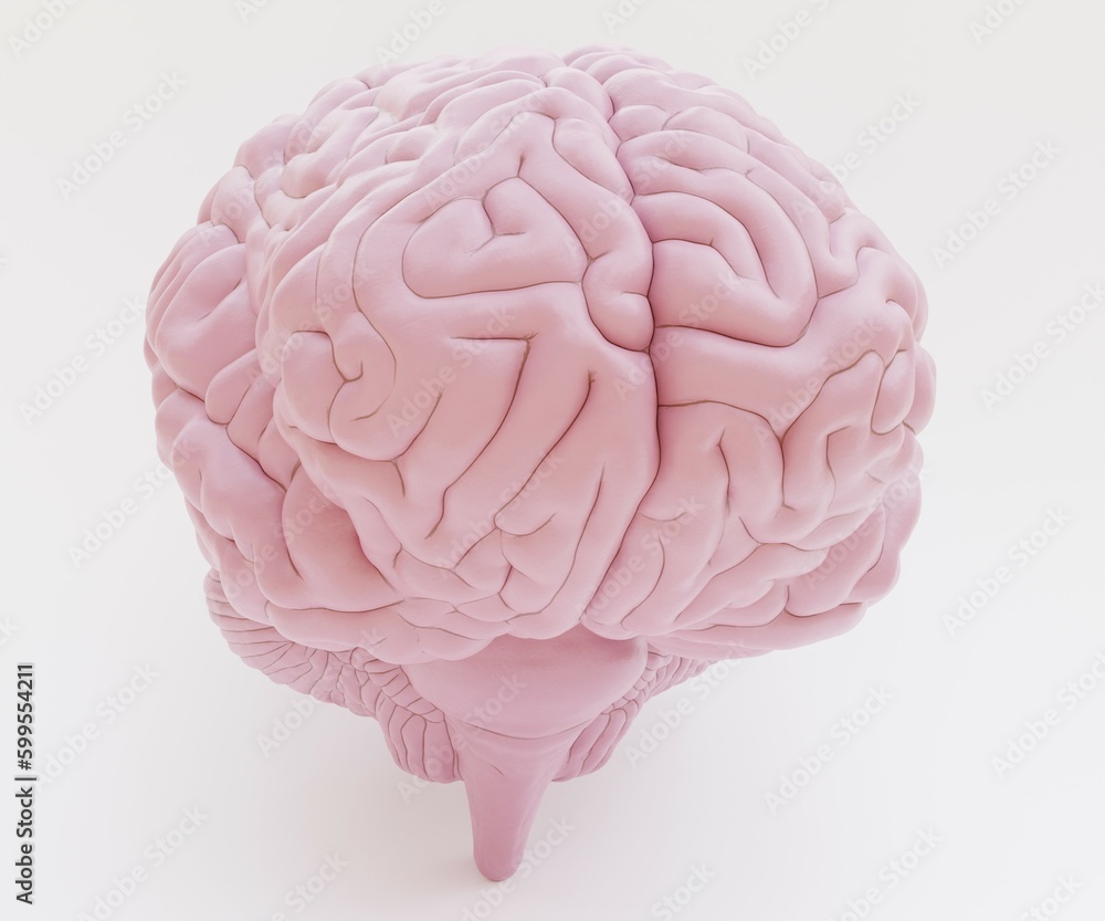 Realistic 3D Render of Plastic Human Brain Realistic 3D Render of Plastic Human Brain