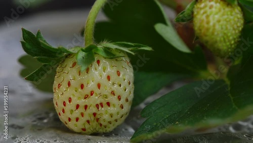 strawberry plants already ripe to harvest