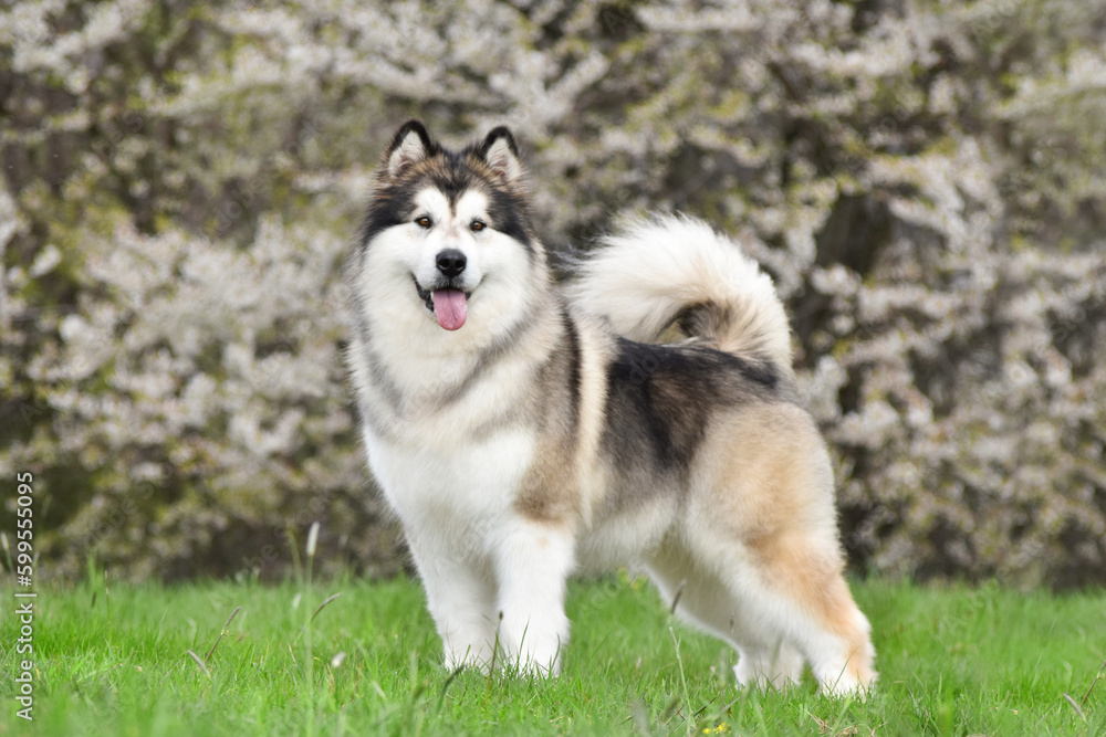 Alaskan Malamute stands on green grass against the background of a flowering tree Alaskan Malamute stands on green grass against the background of a flowering tree