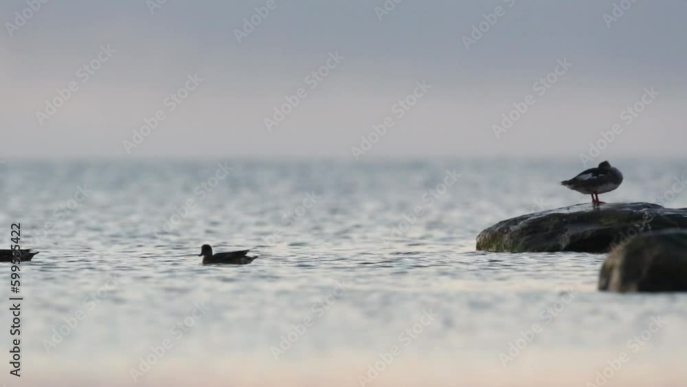 Ducks swimming in Baltic Sea during the Nordic white nights in Estonia. Ducks swimming in Baltic Sea during the Nordic white nights in Estonia.
