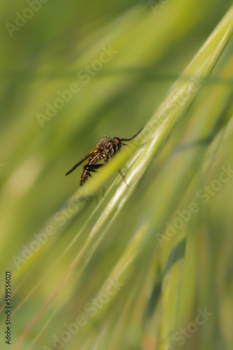macro photography of insect in a meadow in the morning light © philippe paternolli