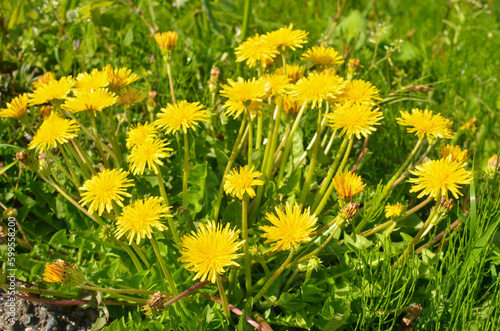 Yellow dandelions in the grass. タンポポ