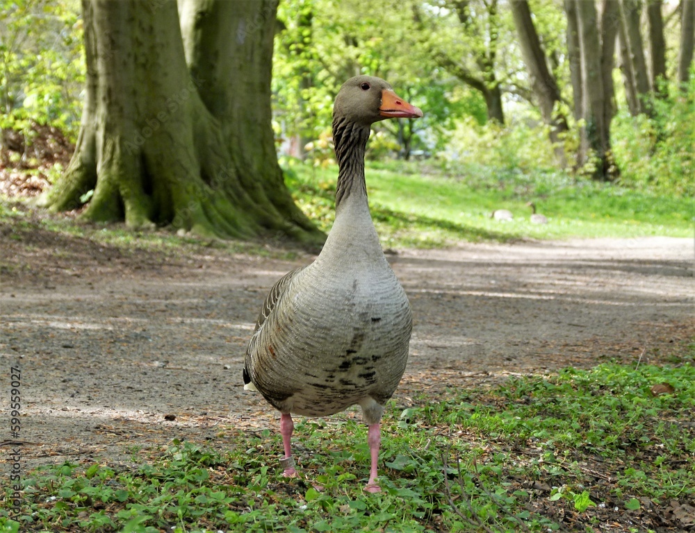 Fototapeta premium Gans/Ente auf Spaziergang im Wald (duck, goose)