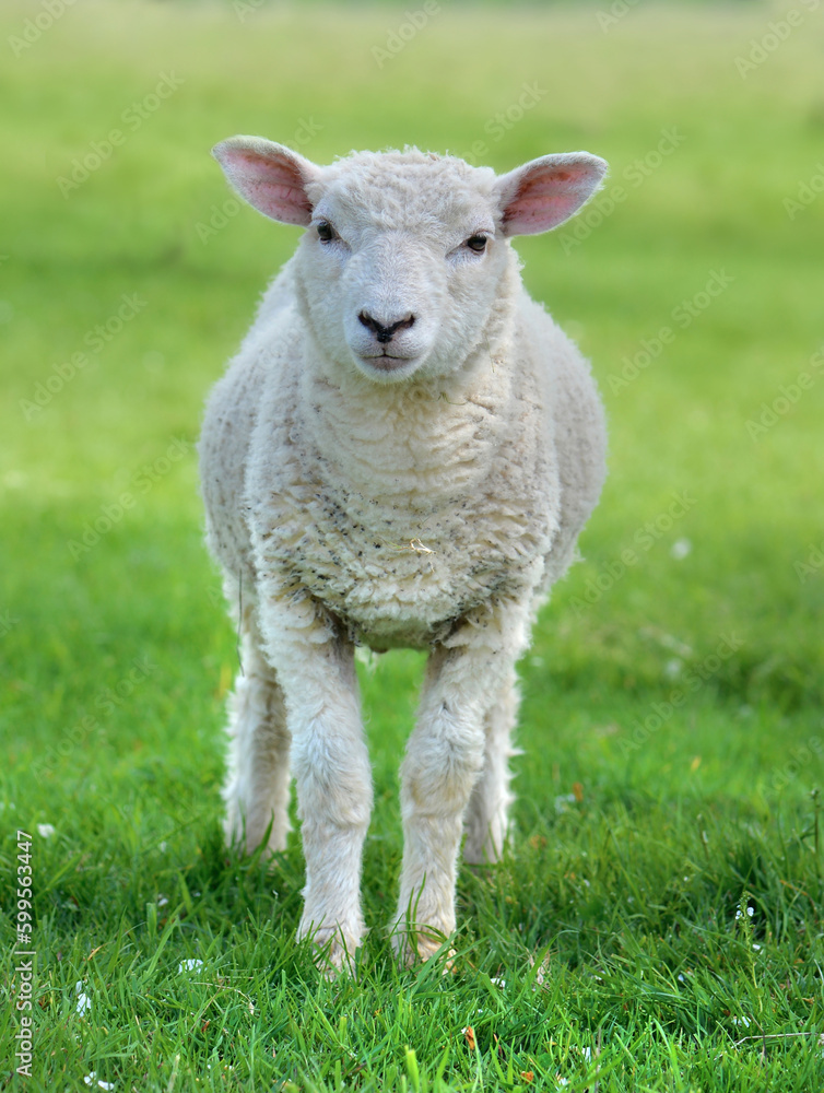 cut white lamb looking camera in a green meadow cut white lamb looking camera in a green meadow