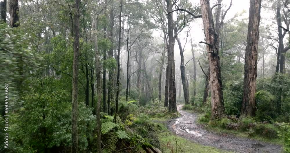 Deep into the enchanted forests around the Black Spur Drive in Victoria, Australia Deep into the enchanted forests around the Black Spur Drive in Victoria, Australia