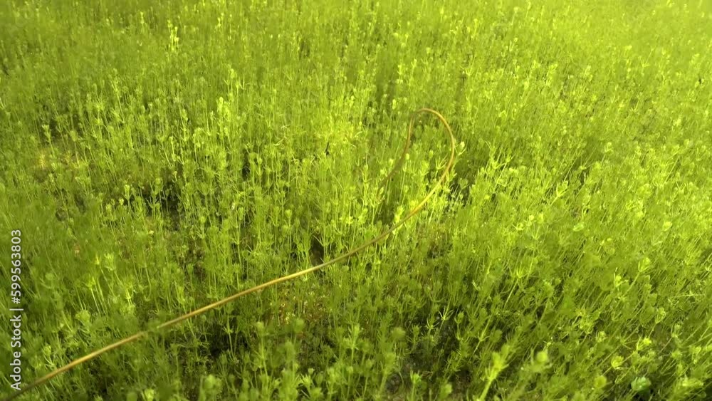 Underwater footage of Horsehair worm (Nematomorpha) lying at the bottom