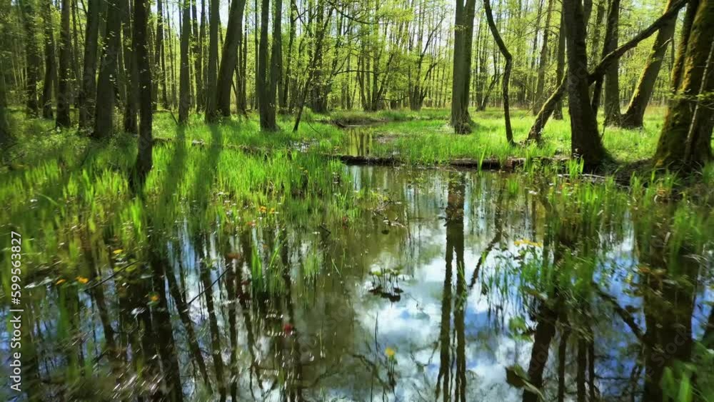 Fast backward flight over marsh marigold flowers in a green Polish swamp on a sunny day. Fast backward flight over marsh marigold flowers in a green Polish swamp on a sunny day.