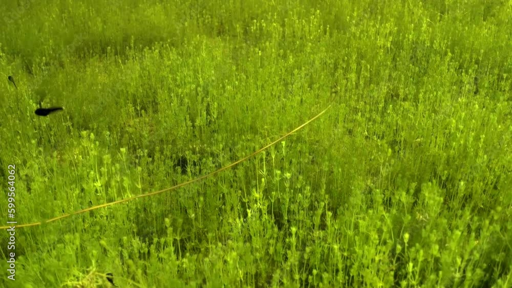 Vidéo Stock Underwater footage of Horsehair worm (Nematomorpha) moving