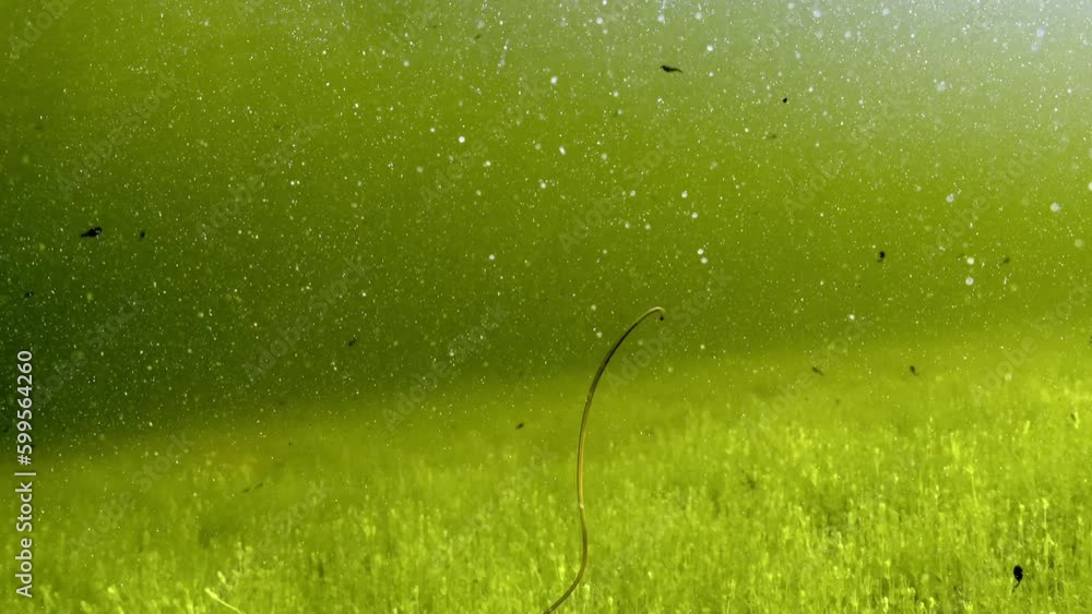 Rear underwater footage of Horsehair worm (Nematomorpha) swimming in a