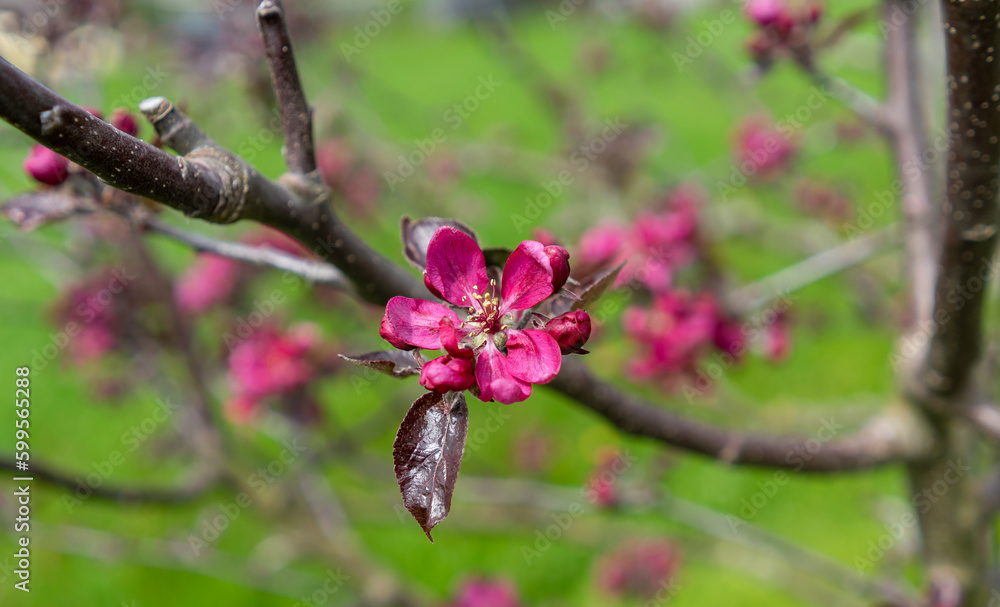 Macro shot of a red apple blossom in spring Macro shot of a red apple blossom in spring