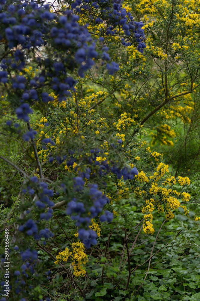 Spring, flowers in a park in Paris Spring, flowers in a park in Paris