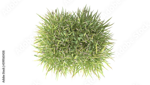 Various types of flowers grass bushes shrub and small plants isolated 
