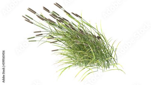 Various types of grass, foxtail grass 