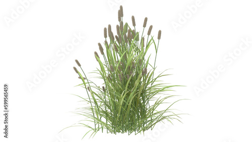 Various types of grass, foxtail grass  photo