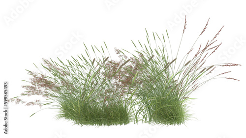 Various types of grass, foxtail grass  © Poprock3d