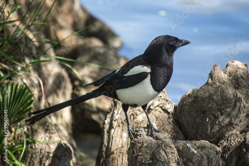 Magpie perched on a tree.