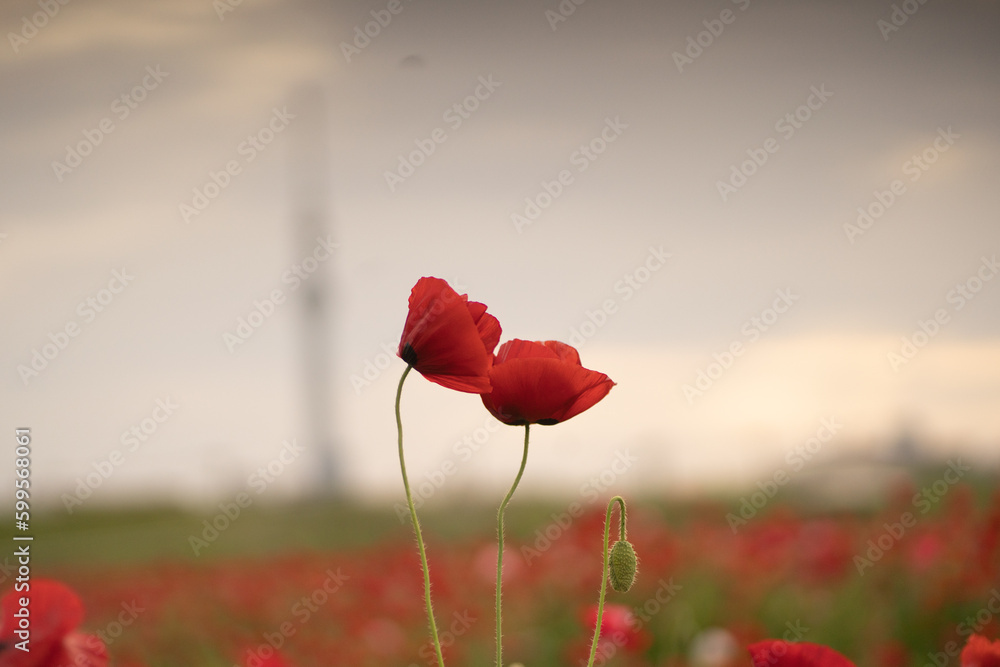 Obraz premium ポピー
