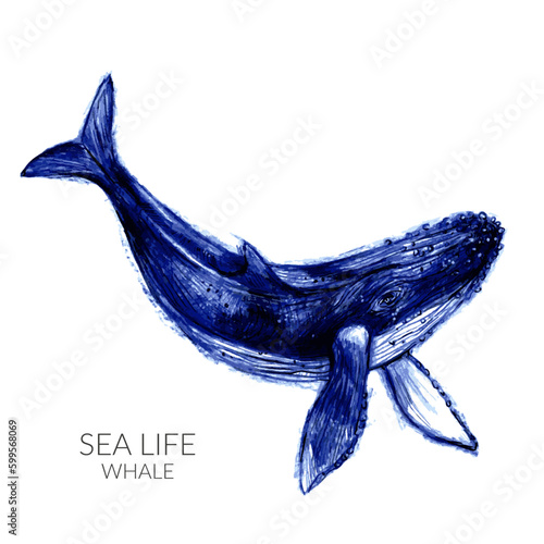 Hand drawn humpback whale illustration