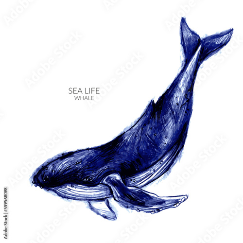 Hand drawn humpback whale illustration