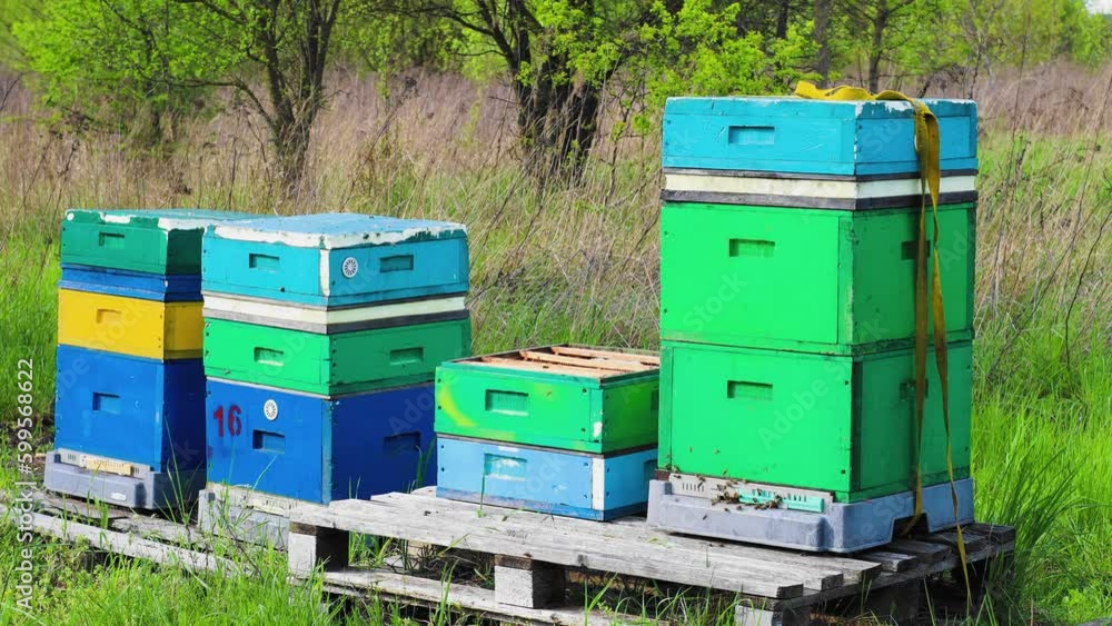Colorful hives in the field, blooming trees, early spring daylight Colorful hives in the field, blooming trees, early spring daylight