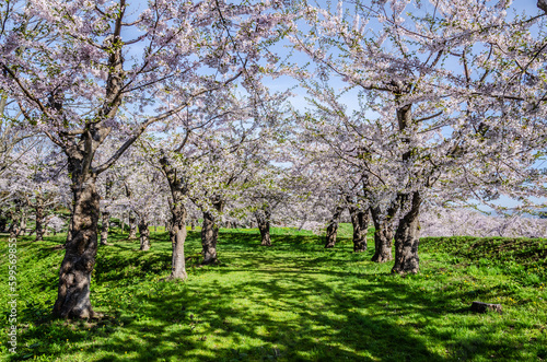 五稜郭公園の満開桜