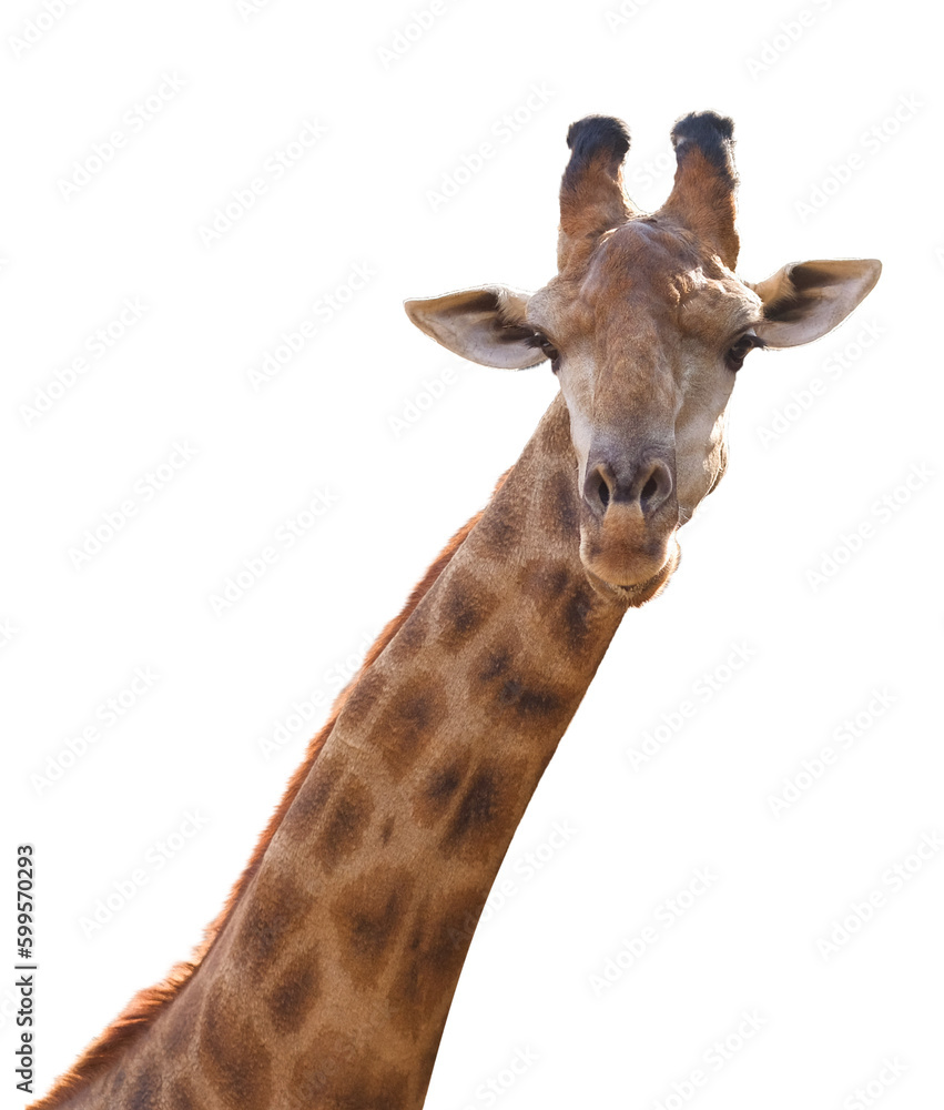 Naklejka premium Head giraffe isolated on transparent background