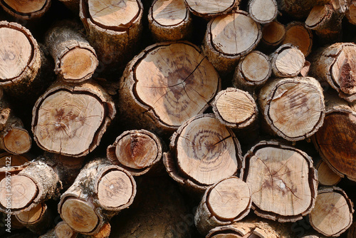 Old Log Wood for Nature Background.