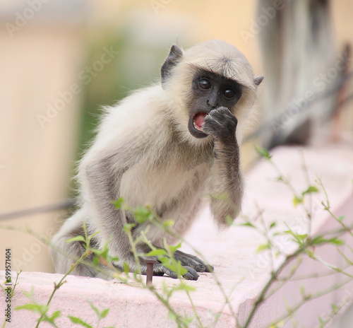 baby monkey eating tree leaves