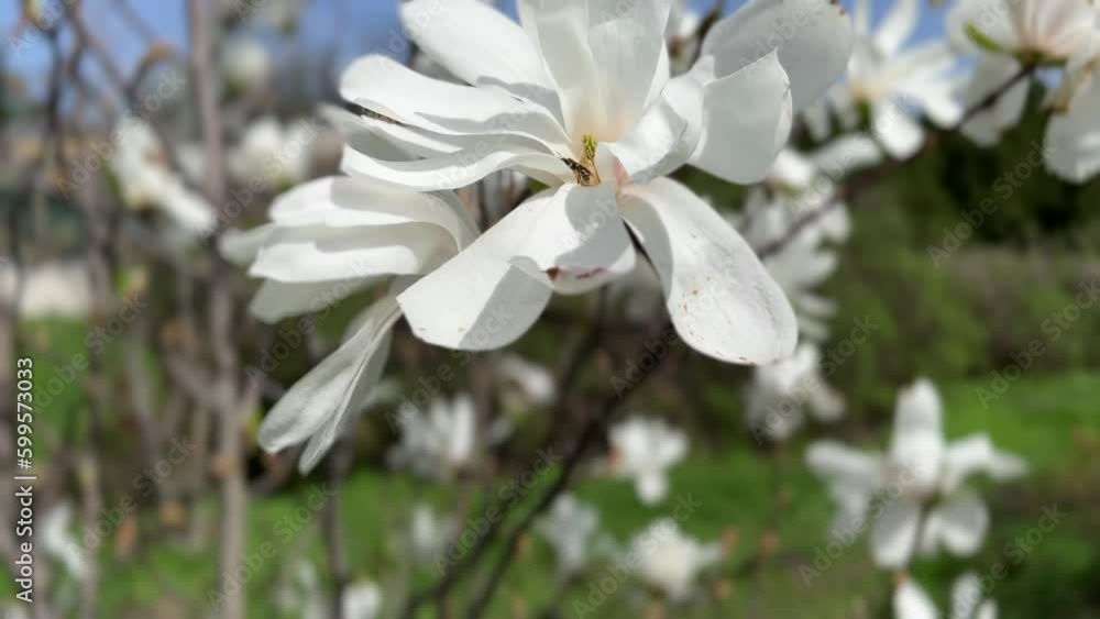 White magnolia flowers on tree branches in the bright sun in the garden. White magnolia flowers on tree branches in the bright sun in the garden.