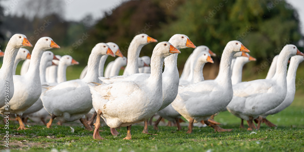 A lot of white fattening geese on a meadow A lot of white fattening geese on a meadow