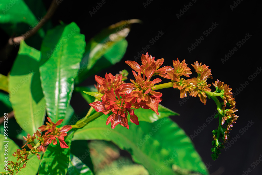 Red flowers of Chaconia, Wild Poinsettia, Warszewiczia, Pride of