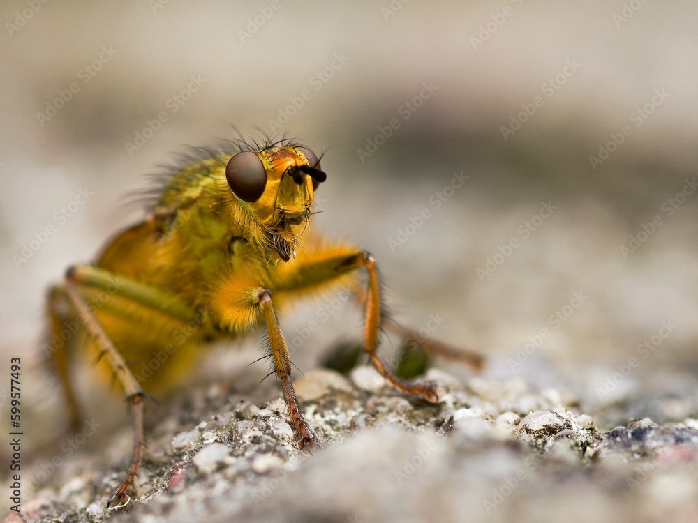 Fototapeta premium Manure stench (Scathophaga stercoraria) in spring.