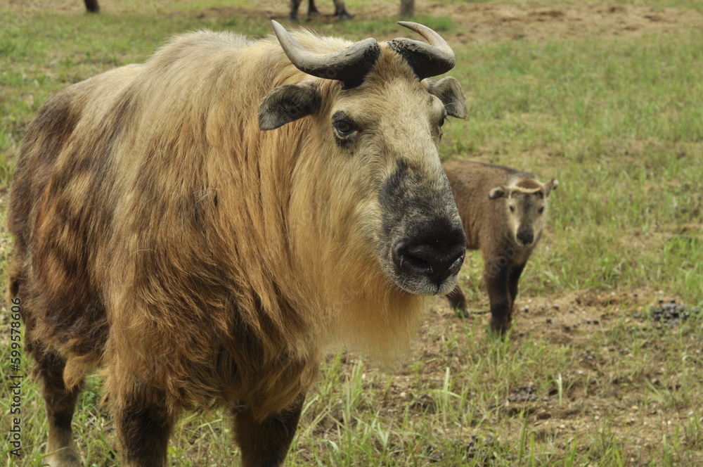 Animals are a traditionally (since the time of Aristotle) distinguished category of organisms, currently considered as a biological kingdom. Animals are the main object of zoology study. Animals are a traditionally (since the time of Aristotle) distinguished category of organisms, currently considered as a biological kingdom. Animals are the main object of zoology study.