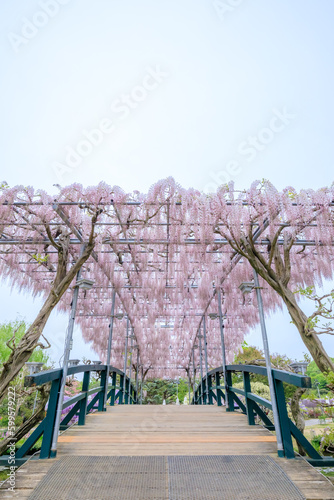 足利フラワーパークの藤の花　栃木県足利市　Wisteria flowers at Ashikaga Flower Park. Tochigi Pref, Asikaga City. photo