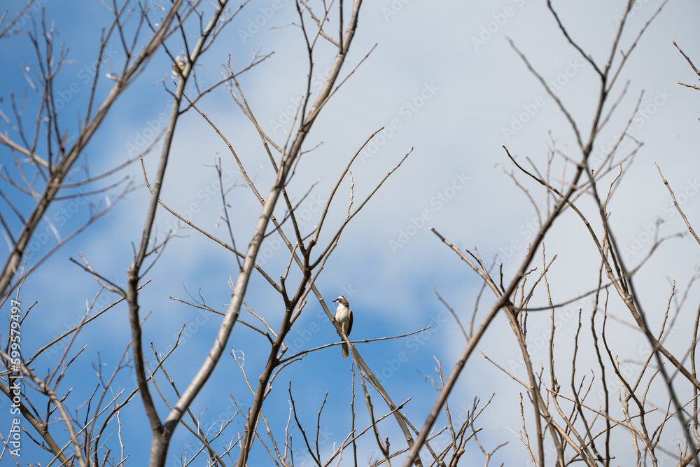 Fototapeta premium a wild yellow-vented bulbul on a tree branch calling for a mate