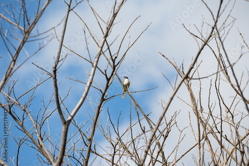 a wild yellow-vented bulbul on a tree branch calling for a mate