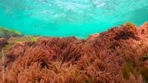 Red algae underwater below water surface in the ocean (harpoon weed seaweed Asparagopsis armata), natural scene, eastern Atlantic, Spain