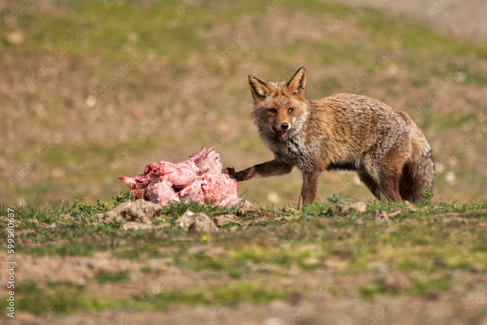 Beautiful portrait of a common fox with a happy face and one damaged eye rests its paw on the piece of meat it has found in the forest in the Sierra de Andujar natural park, in Andalusia, Spain Beautiful portrait of a common fox with a happy face and one damaged eye rests its paw on the piece of meat it has found in the forest in the Sierra de Andujar natural park, in Andalusia, Spain