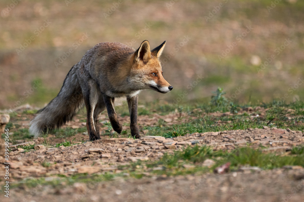 Beautiful portrait of common fox walks cautiously through the forest in the natural park of Sierra de Andujar, in Andalusia, Spain